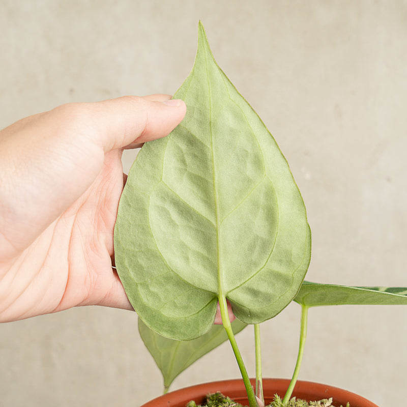 Anthurium Crystallinum