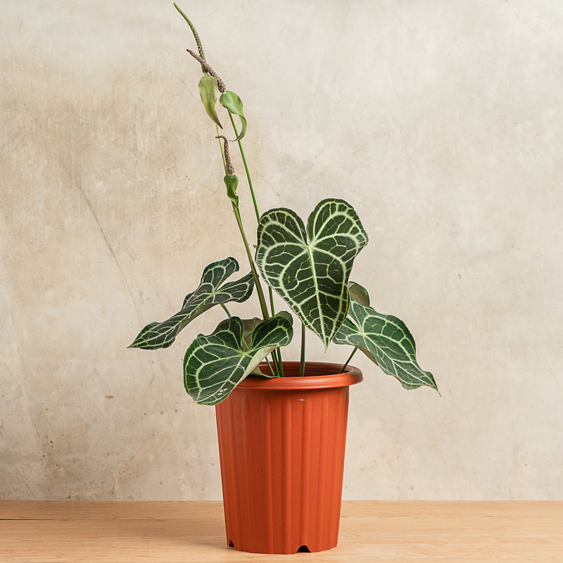 Anthurium Clarinervium Big Size