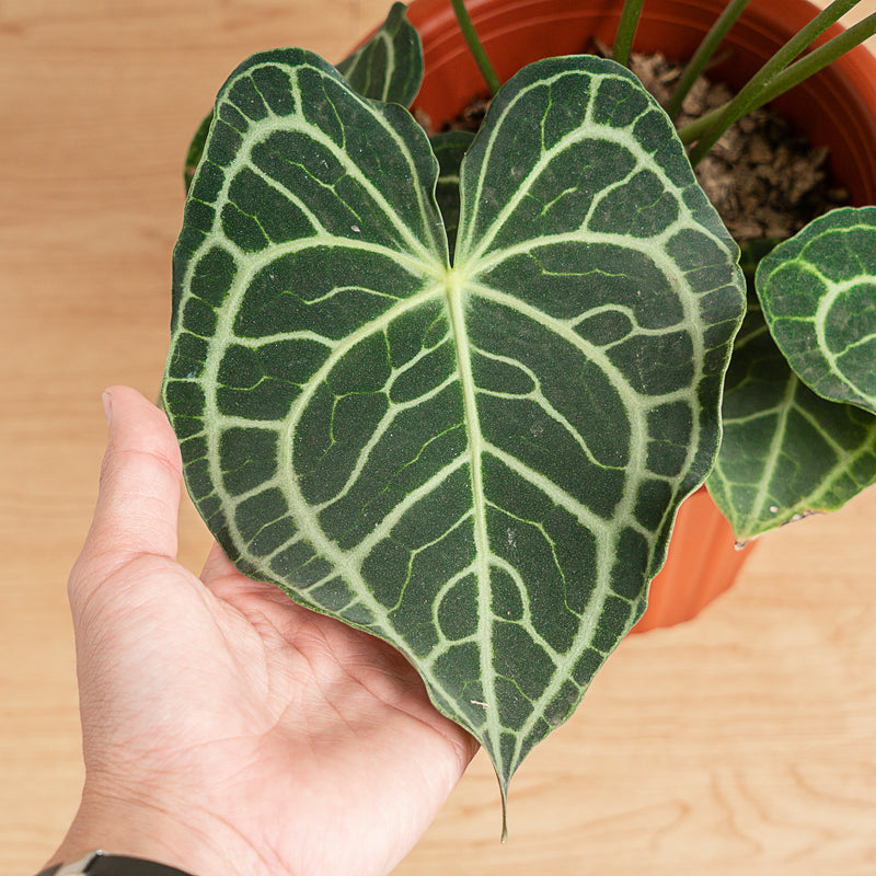 Anthurium Clarinervium Big Size