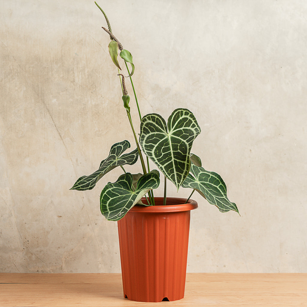 anthurium clarinervium large Anthurium Clarinervium Big Size — Aroidasia