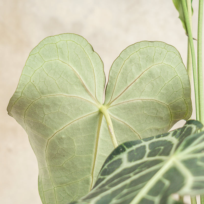 Anthurium Clarinervium Big Size