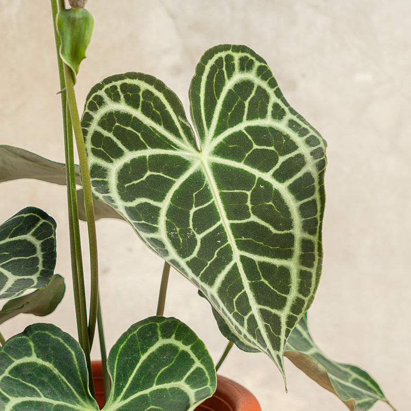 Anthurium Clarinervium Big Size