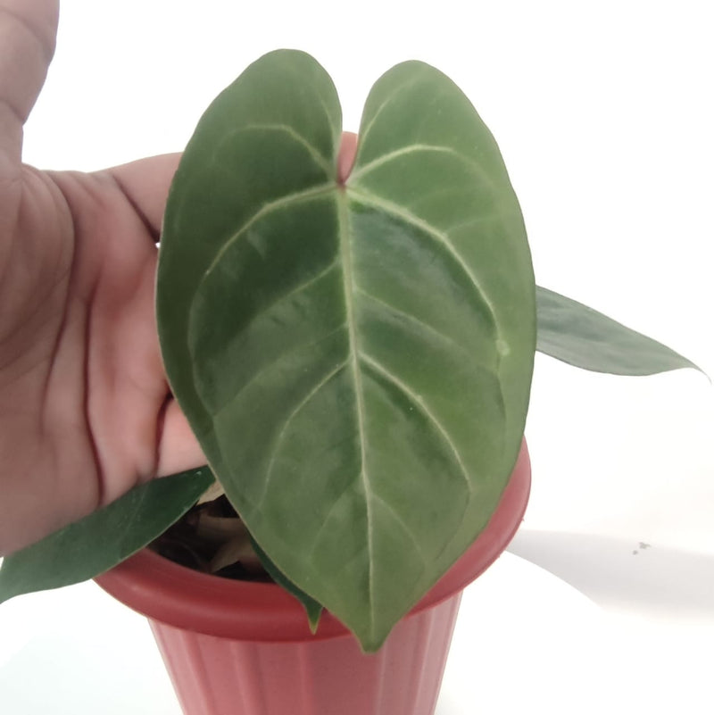 Anthurium Dressleri X Magnificum