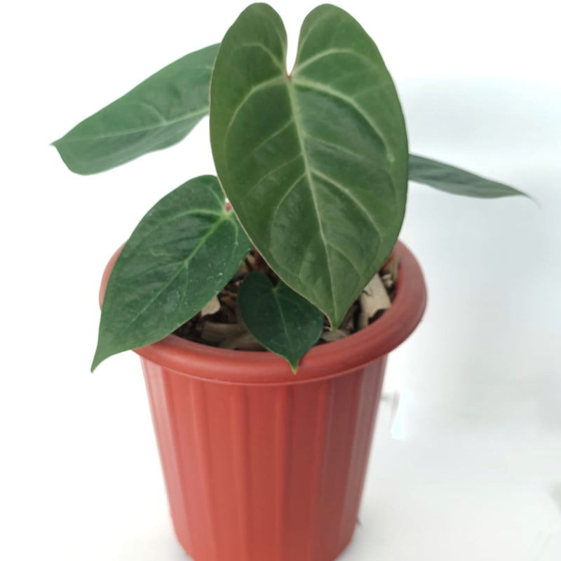 Anthurium Dressleri X Magnificum