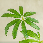 anthurium polyschistum tweed Anthurium Tweed — Aroidasia