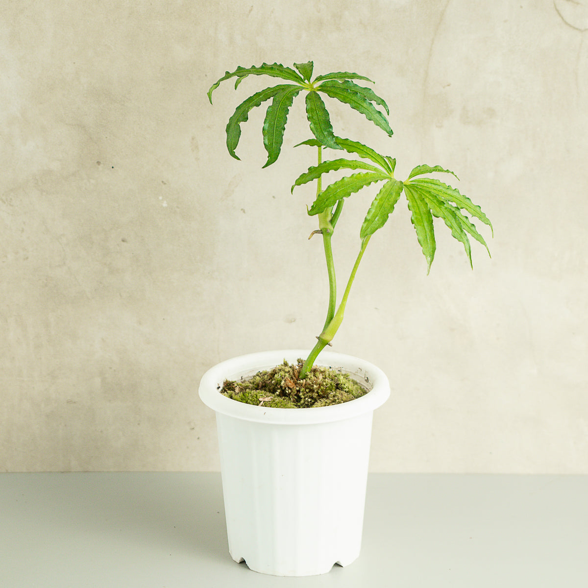 anthurium polyschistum tweed Anthurium Tweed