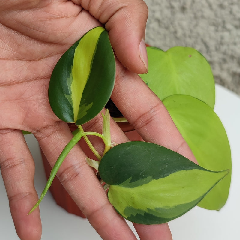 philodendron scandens medio pictum Philodendron Brazil Scandens Medio Pictum