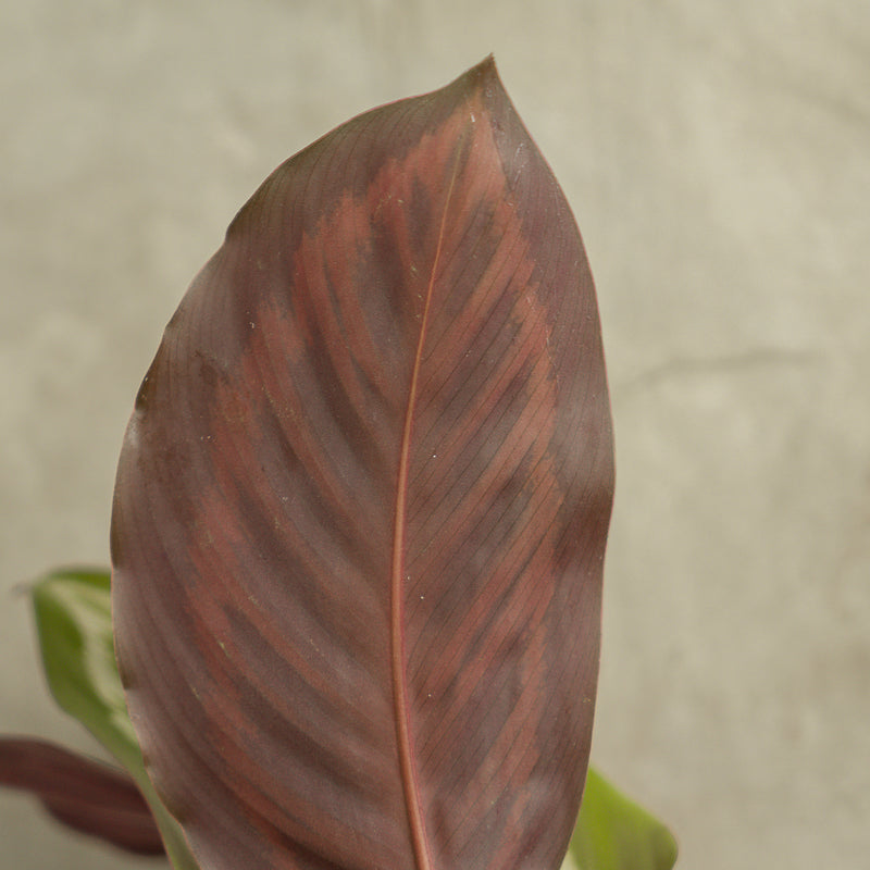 Calathea Flamaster