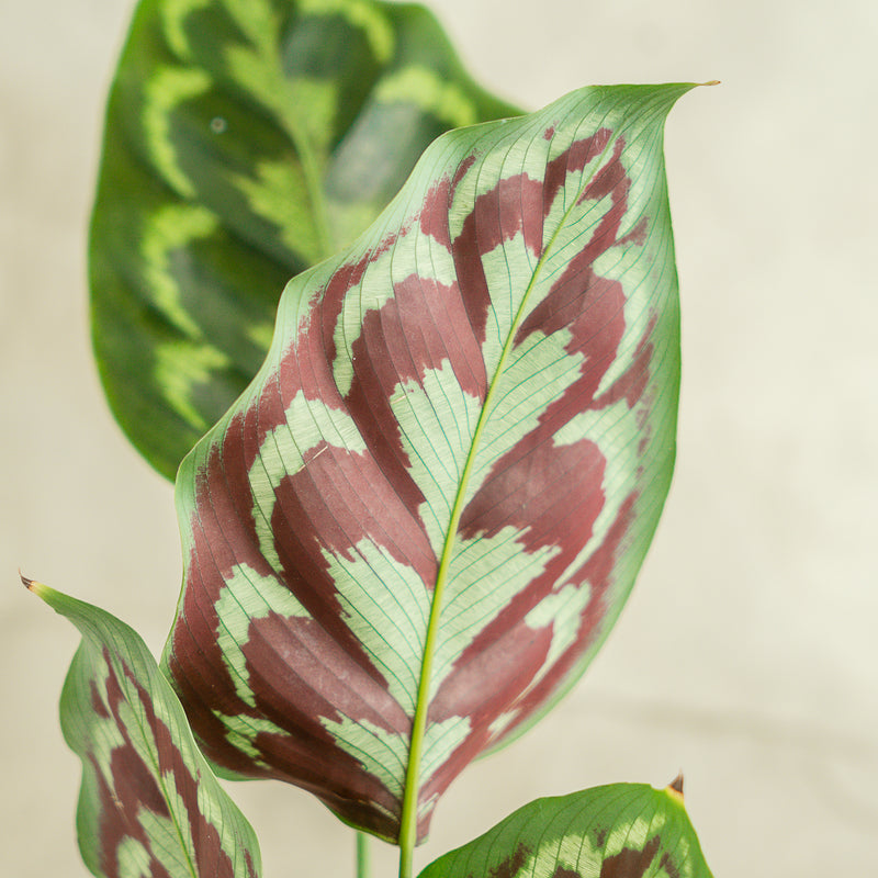 Calathea Peacock