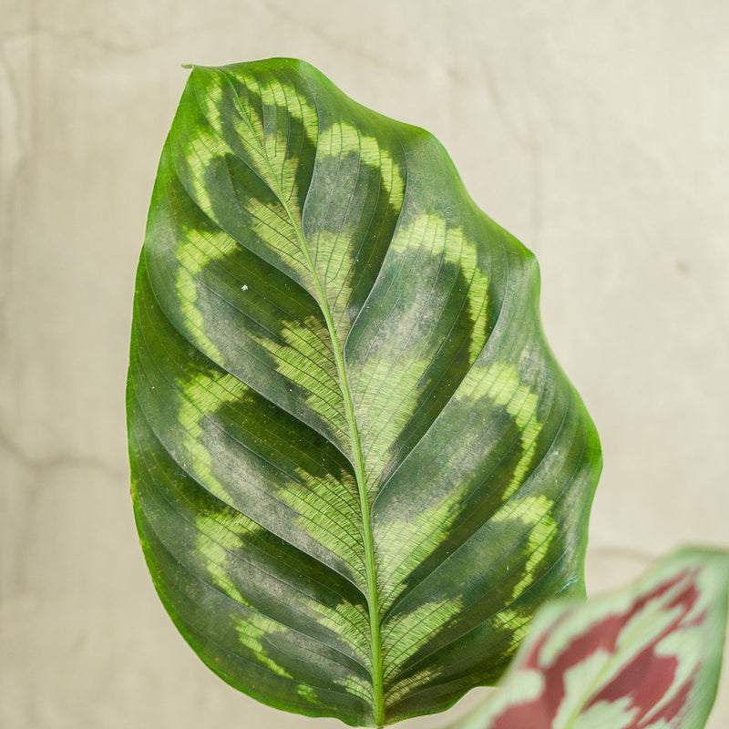 Calathea Peacock