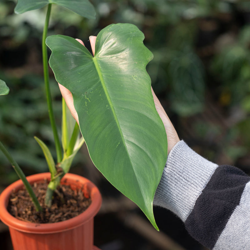 Philodendron Golden Dragon