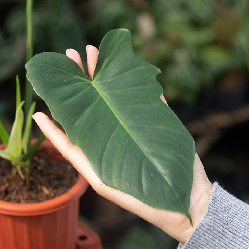 Philodendron Golden Dragon