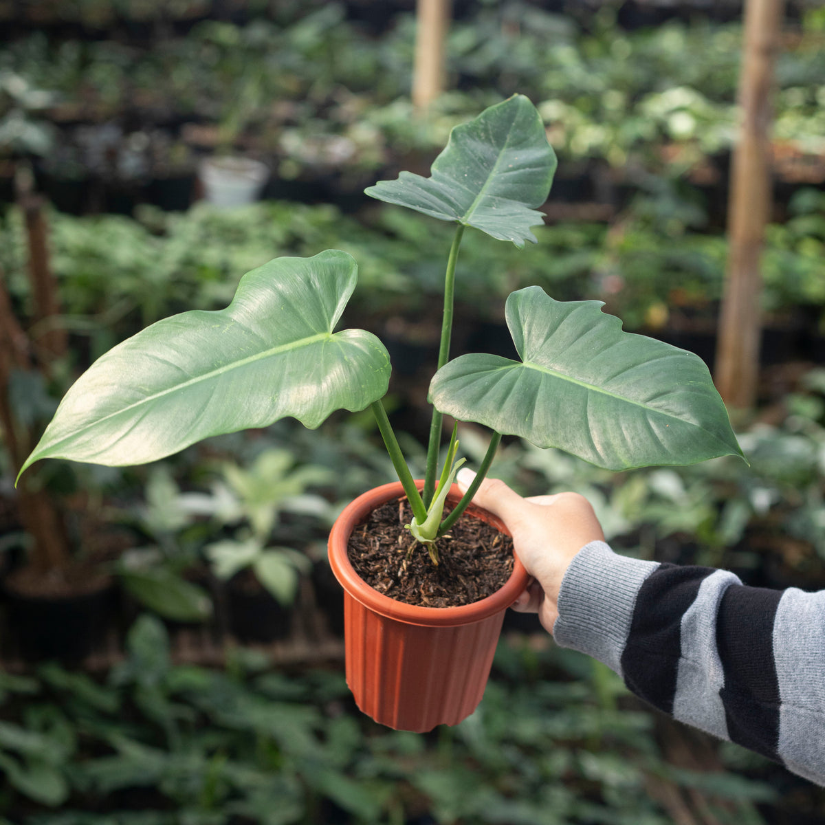 philodendron gold dragon Philodendron Golden Dragon — Aroidasia