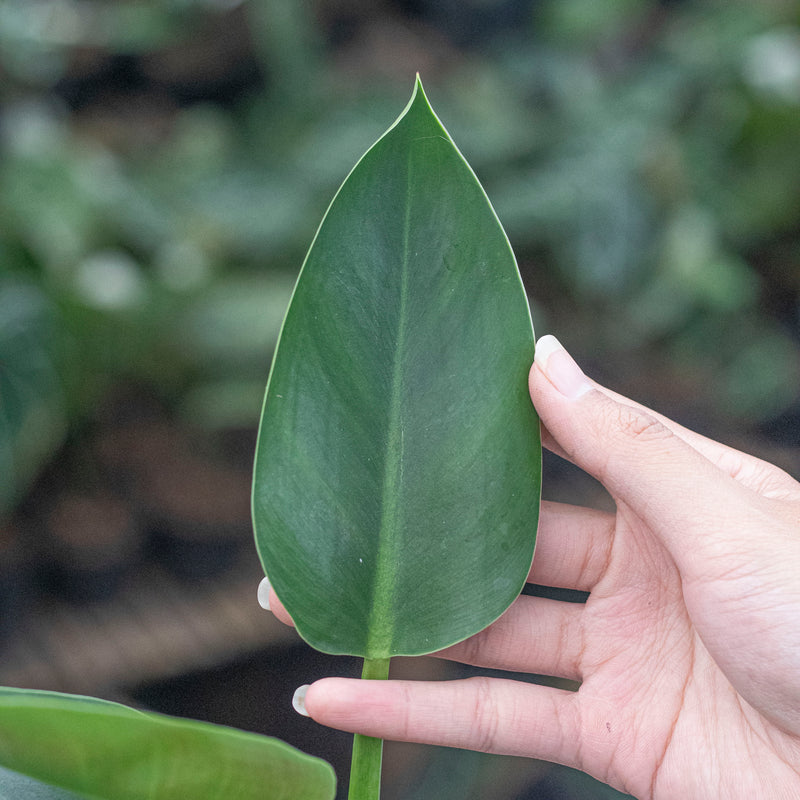 Philodendron Green Congo