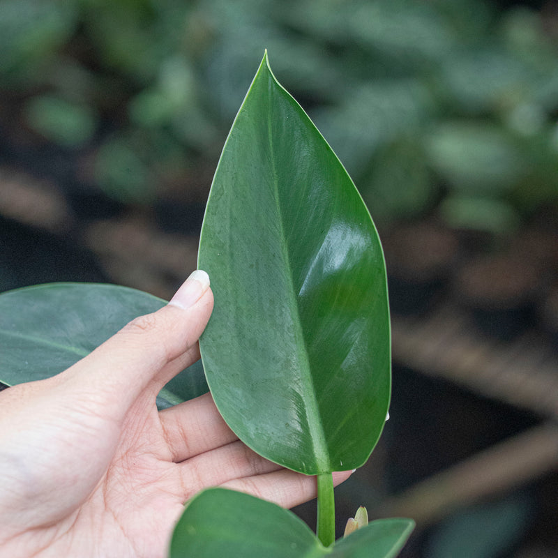 Philodendron Green Congo