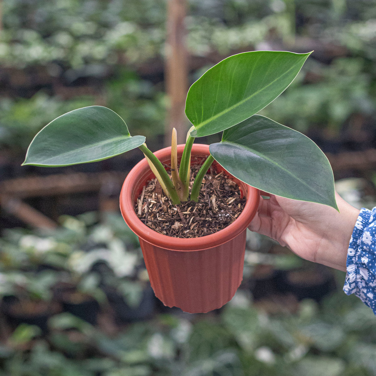 philodendron green congo shop Philodendron Green Congo — Aroidasia