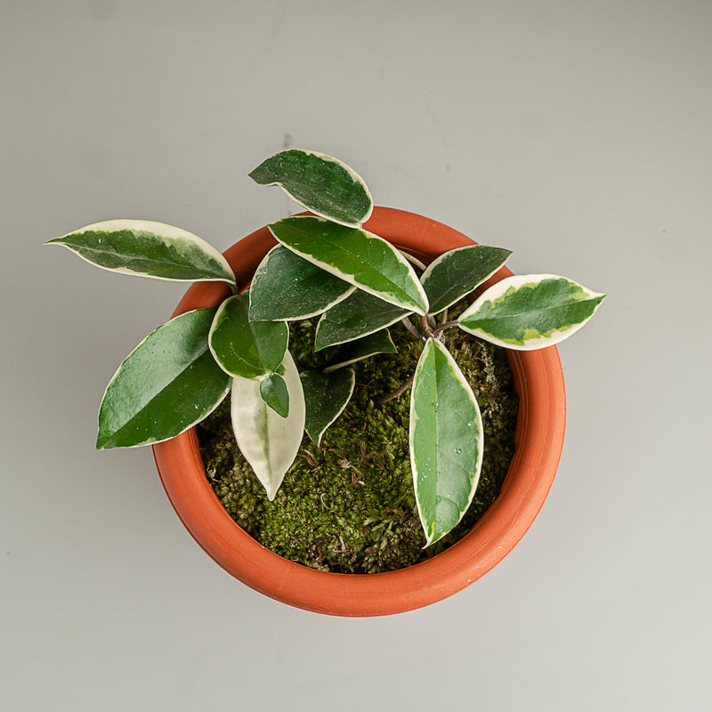 Hoya Carnosa Crimson Queen