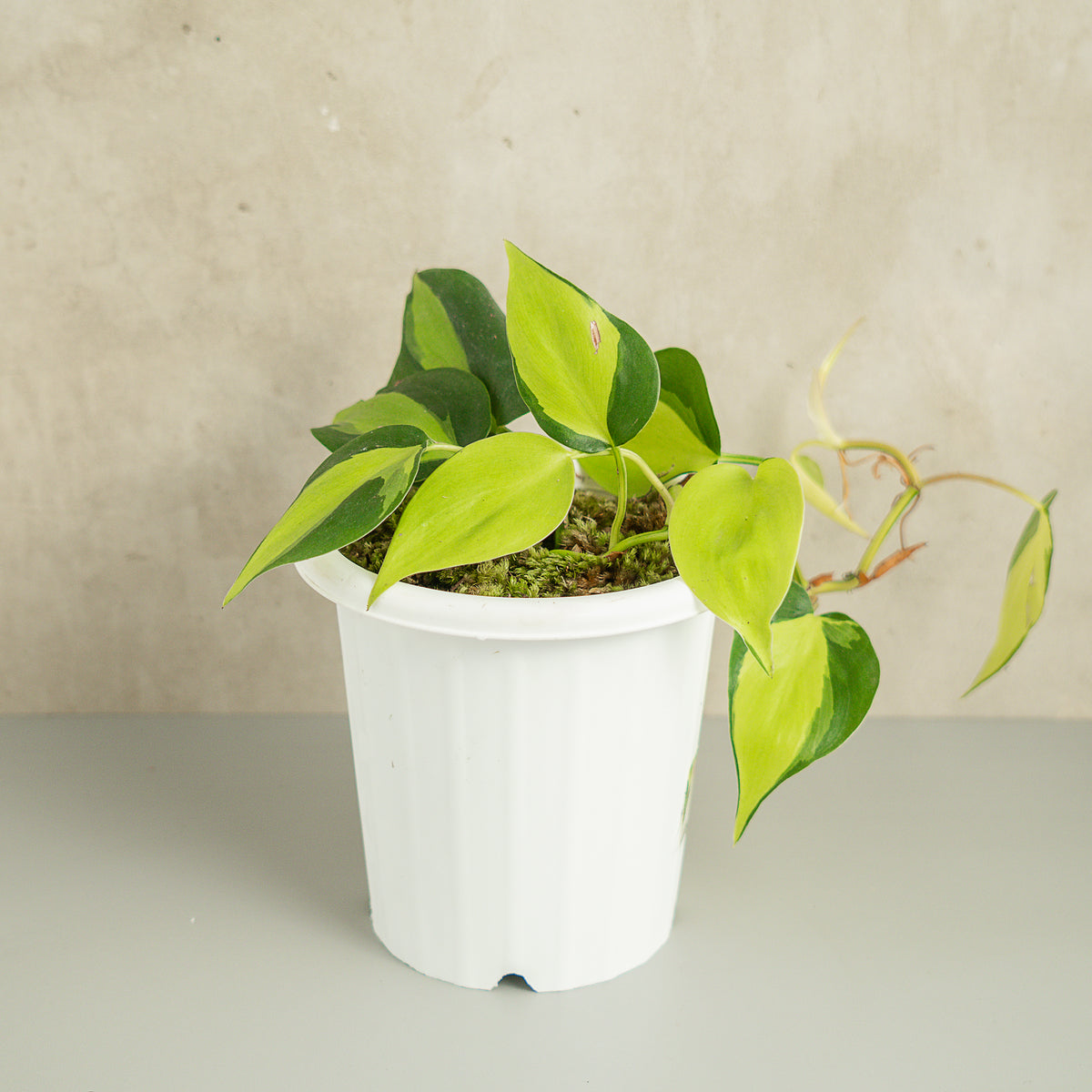philodendron brasil white Philodendron Brazil Scandens Medio Pictum — Aroidasia