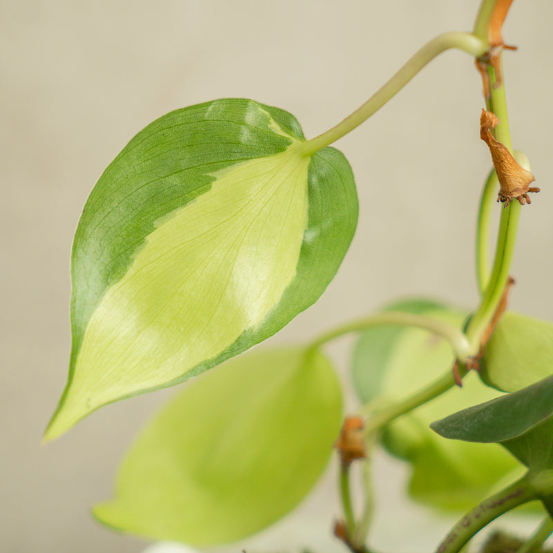philodendron pictum Philodendron Brazil Scandens Medio Pictum — Aroidasia