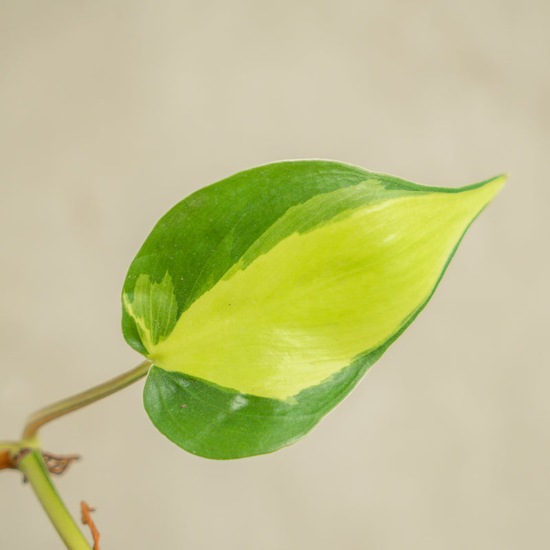 philodendron pictum Philodendron Brazil Scandens Medio Pictum — Aroidasia