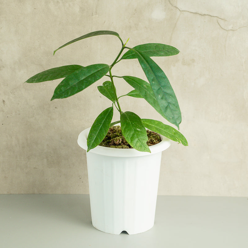 Hoya Multiflora Javanica