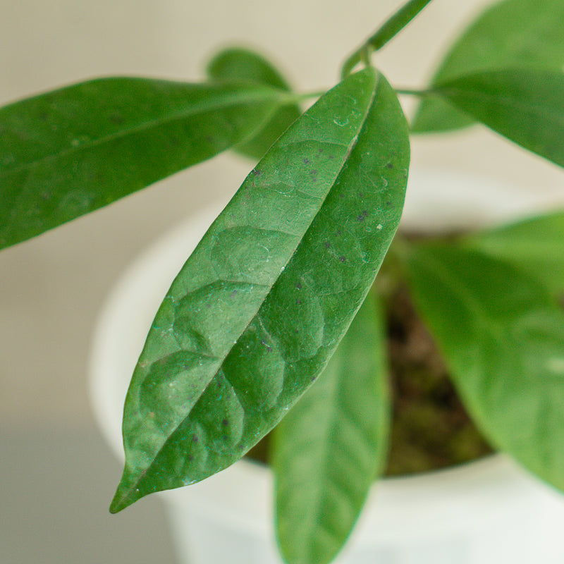 Hoya Multiflora Javanica