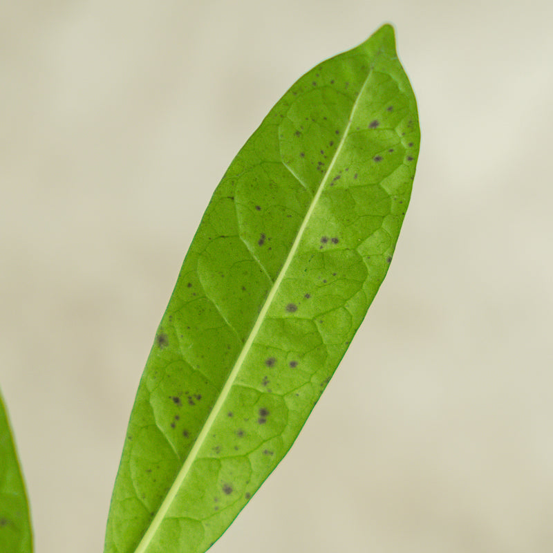 Hoya Multiflora Javanica