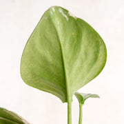 Scindapsus moonlight varieagated