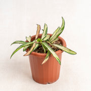 Hoya wayetti Tricolor