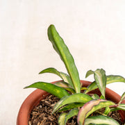 Hoya wayetti Tricolor