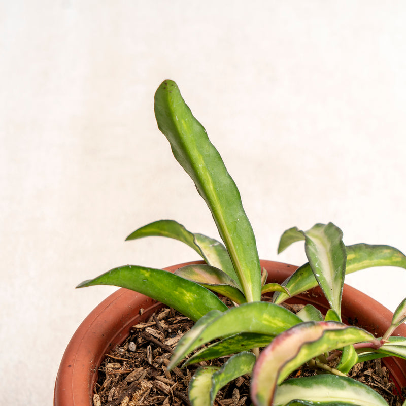 Hoya wayetti Tricolor