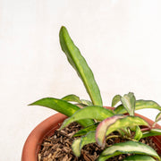 Hoya wayetti Tricolor