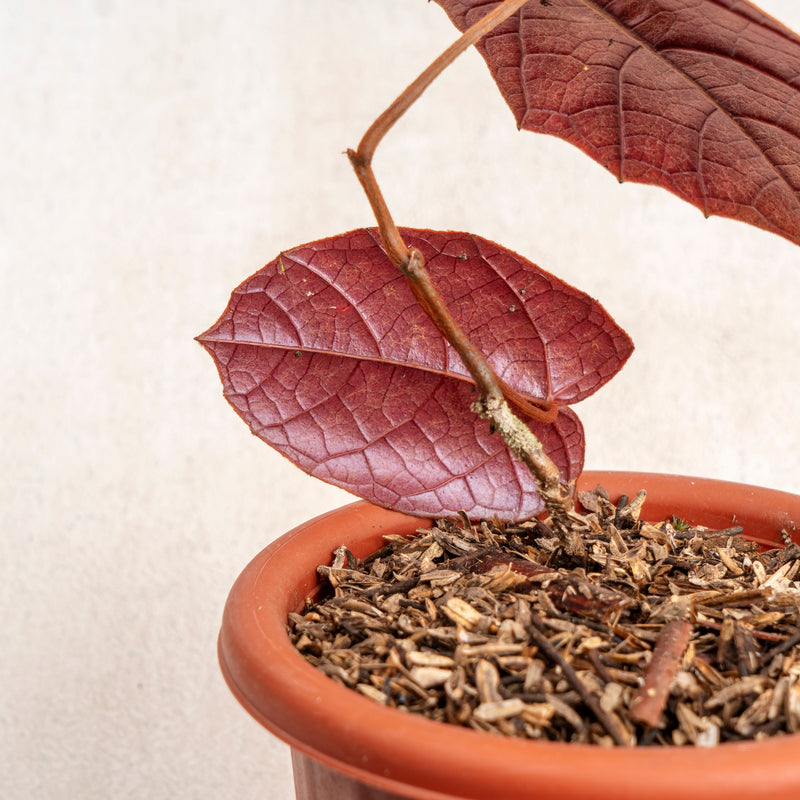 batman plant pot Piper Batman — Aroidasia
