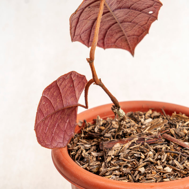 batman plant pot Piper Batman — Aroidasia