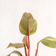 Philodendron Strawberry Shake