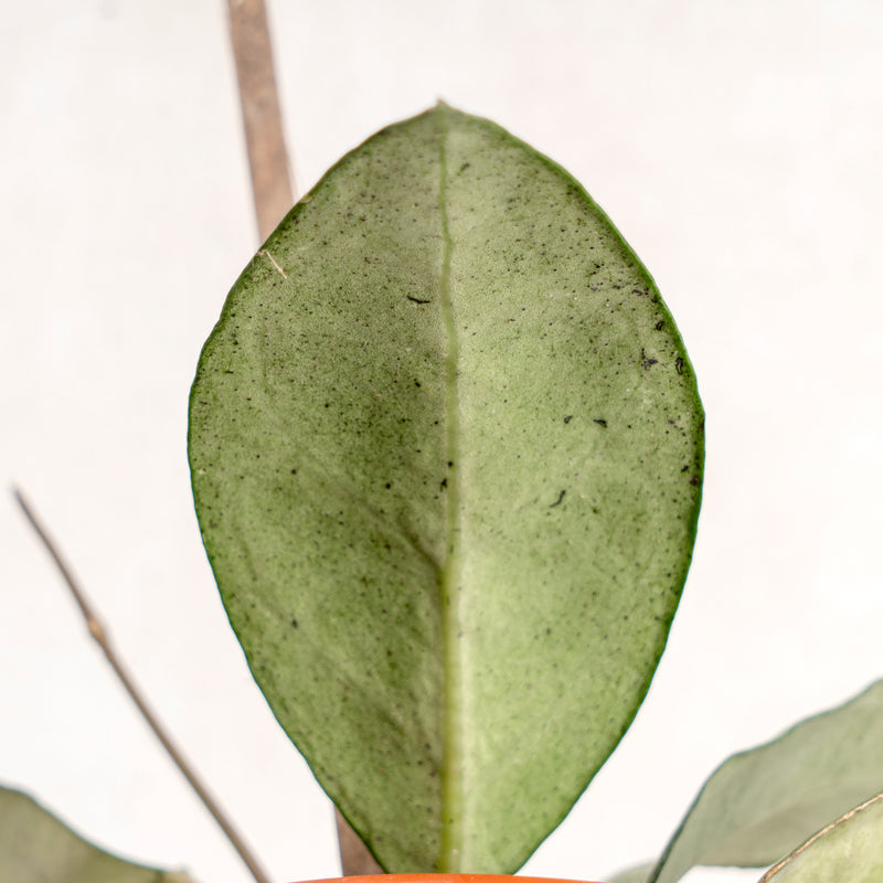 Hoya verticillata
