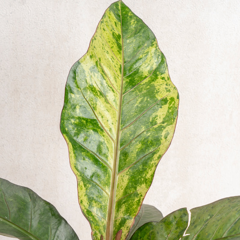 anthurium thai hybrid variegata Anthurium Hookeri Variegated 7