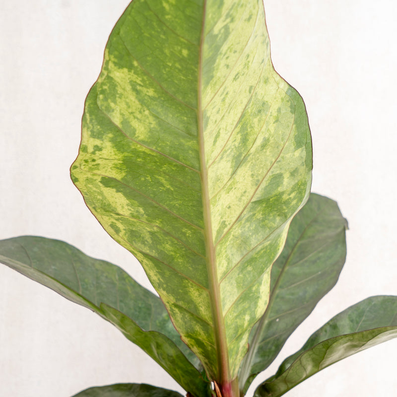 Anthurium hookeri variegated
