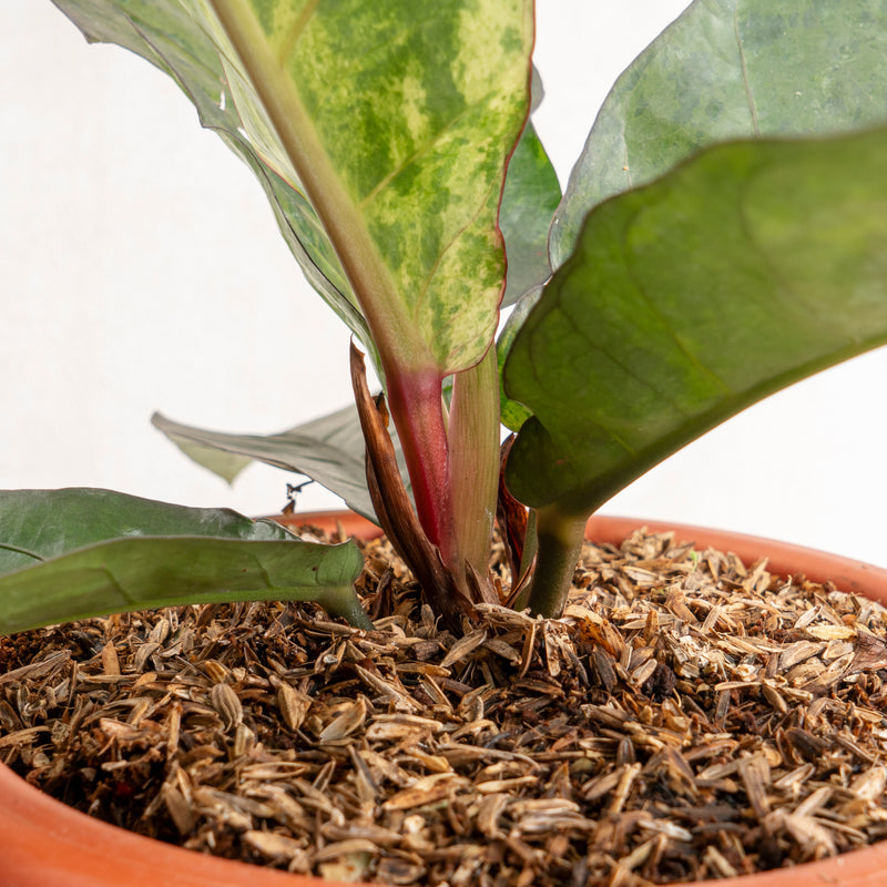 Anthurium hookeri variegated