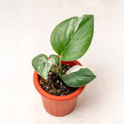 Scindapsus moonlight varieagated