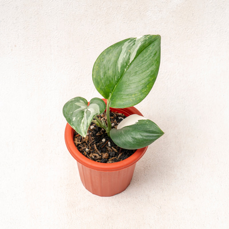 Scindapsus moonlight varieagated