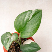 Scindapsus moonlight varieagated