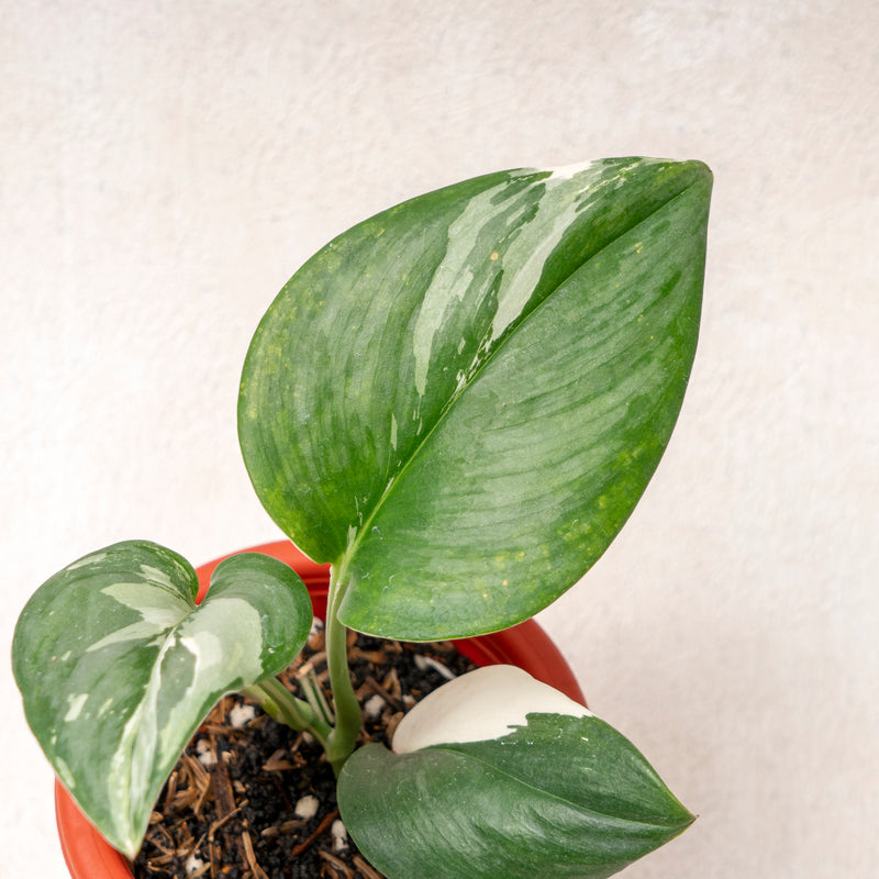 Scindapsus moonlight varieagated