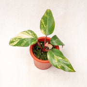 Philodendron Strawberry Shake