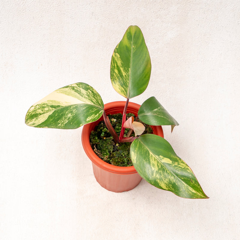 Philodendron Strawberry Shake