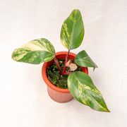 Philodendron Strawberry Shake