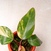 Philodendron Strawberry Shake