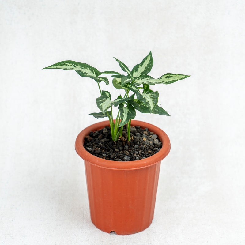 Syngonium White Ribbon