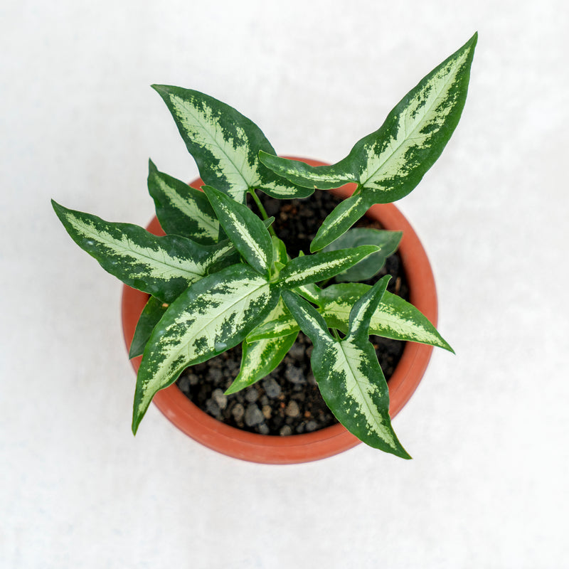 Syngonium White Ribbon