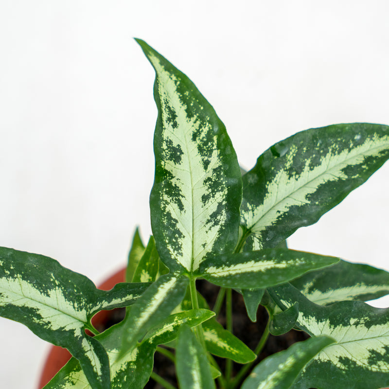 Syngonium White Ribbon